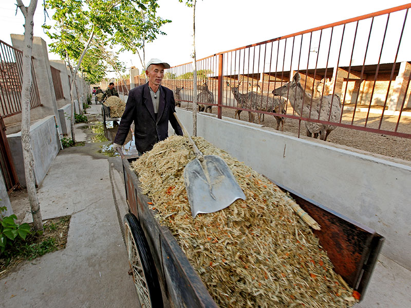 新疆昌吉盛華商貿鹿舍飼養